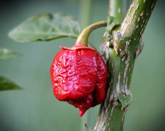 Bleeding Trinidad Scorpion pepper - 10 seed pack