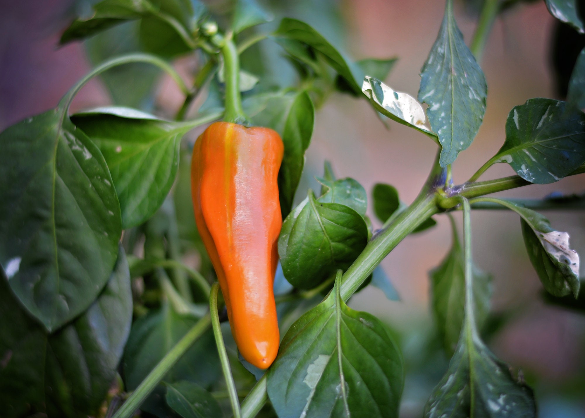 VSRP X Poblano Gold Pepper Seeds - Etsy