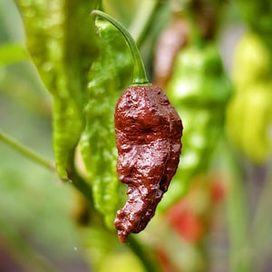 Chocolate Ghost pepper seeds - 10 seed pack