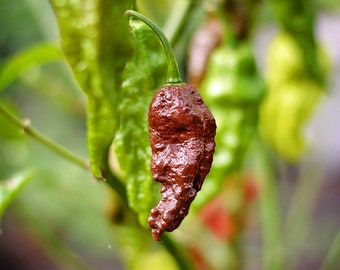 Sementes de pimenta fantasma de chocolate - pacote com 10 sementes
