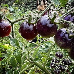 Indigo Blue Berries tomato seeds