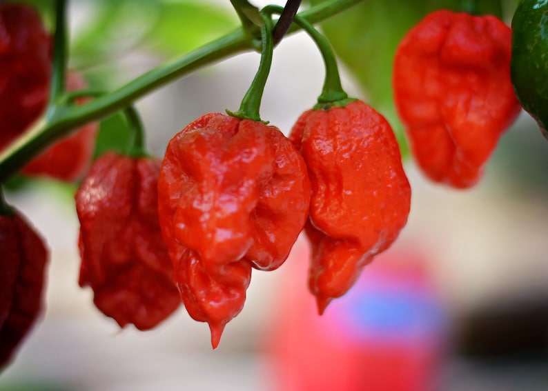 Hoosier Habanero F3 Pepper Seeds - Etsy