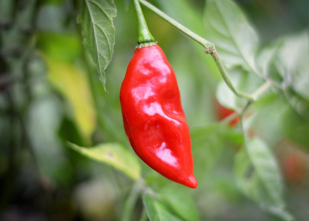 Hot Paper Lantern Pepper Seeds Pack of 10 Etsy