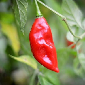 May include: A single, bright red chili pepper hangs from a green plant. The pepper is smooth and shiny, with a slightly pointed tip.
