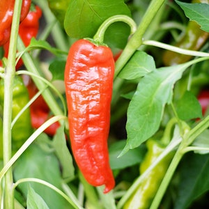 Shishito pepper seeds - pack of 10