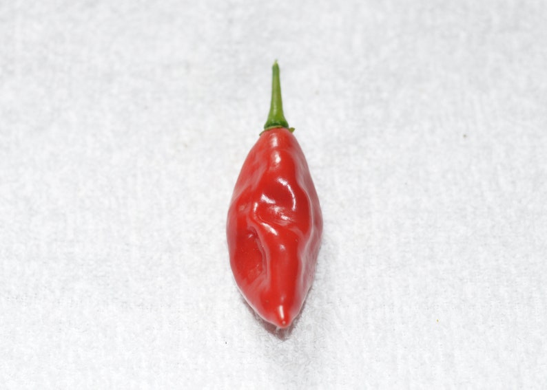 Hot Paper Lantern Pepper Seeds Pack of 10 Etsy