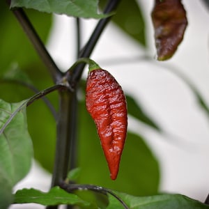 SepiaReaper X Neyde pepper seeds - Pack of 10
