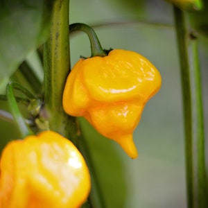 Yellow Butch T Scorpion - pack of 10 seeds