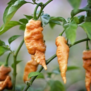 Könnte beinhalten: Nahaufnahme einer Pflanze mit vier orangenen Chilischoten, die darauf wachsen. Die Chilischoten sind lang und dünn mit einer runzeligen Textur.