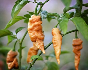 Puede incluir: Primer plano de una planta con cuatro chiles naranjas creciendo en ella. Los chiles son largos y delgados con una textura arrugada.
