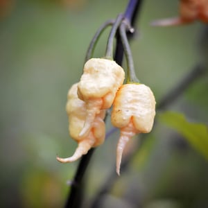 May include: Close-up of three pale yellow ghost pepper pods hanging from a branch. The peppers are smooth and have a slightly pointed shape.