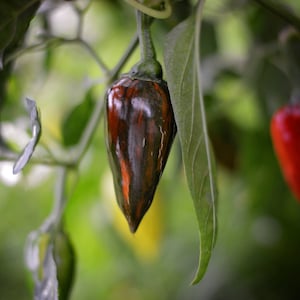 May include: A close-up of a dark brown pepper hanging from a plant. The pepper has a shiny, smooth surface and is surrounded by green leaves.