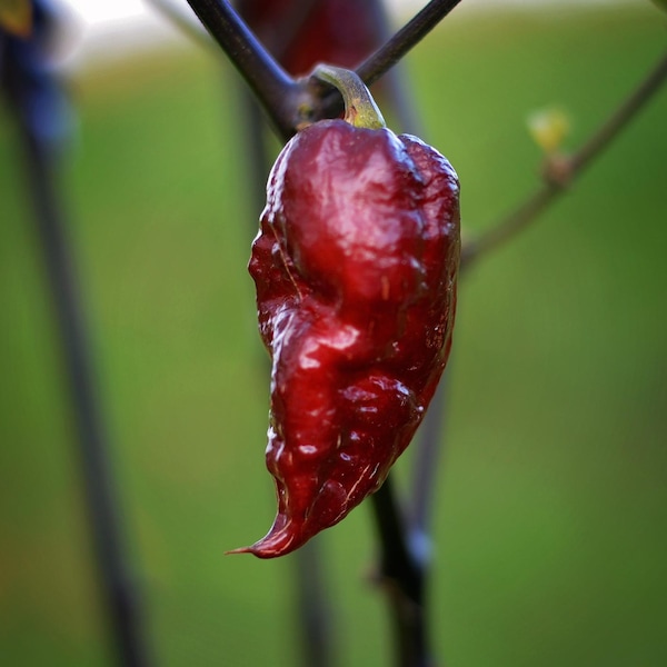 Fox Purple Ghost Gnarly Ruby F5 pepper seeds