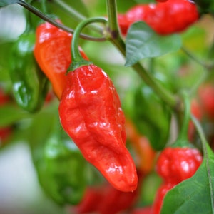 Ghostly Jalapeno Pepper seeds pack of 10