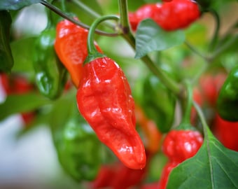 Ghostly Jalapeno Pepper Samen 10er Pack
