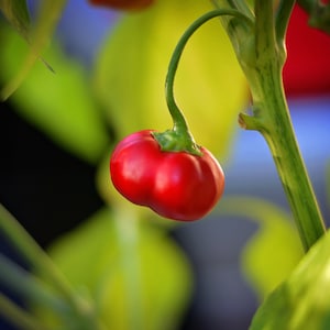 Ethiopian Pepper Tree X Sugar Rush Red pepper seeds - pack of 10