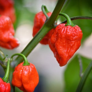 OZ Brain Killer 1 pepper seeds - Pack of 10
