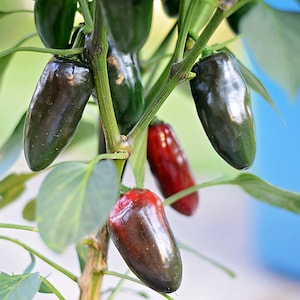 Mucho Nacho Jalapeno pepper seeds - 10 seed pack