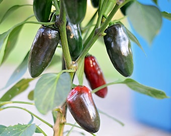 Mucho Nacho Jalapeno-peperzaden - verpakking met 10 zaden