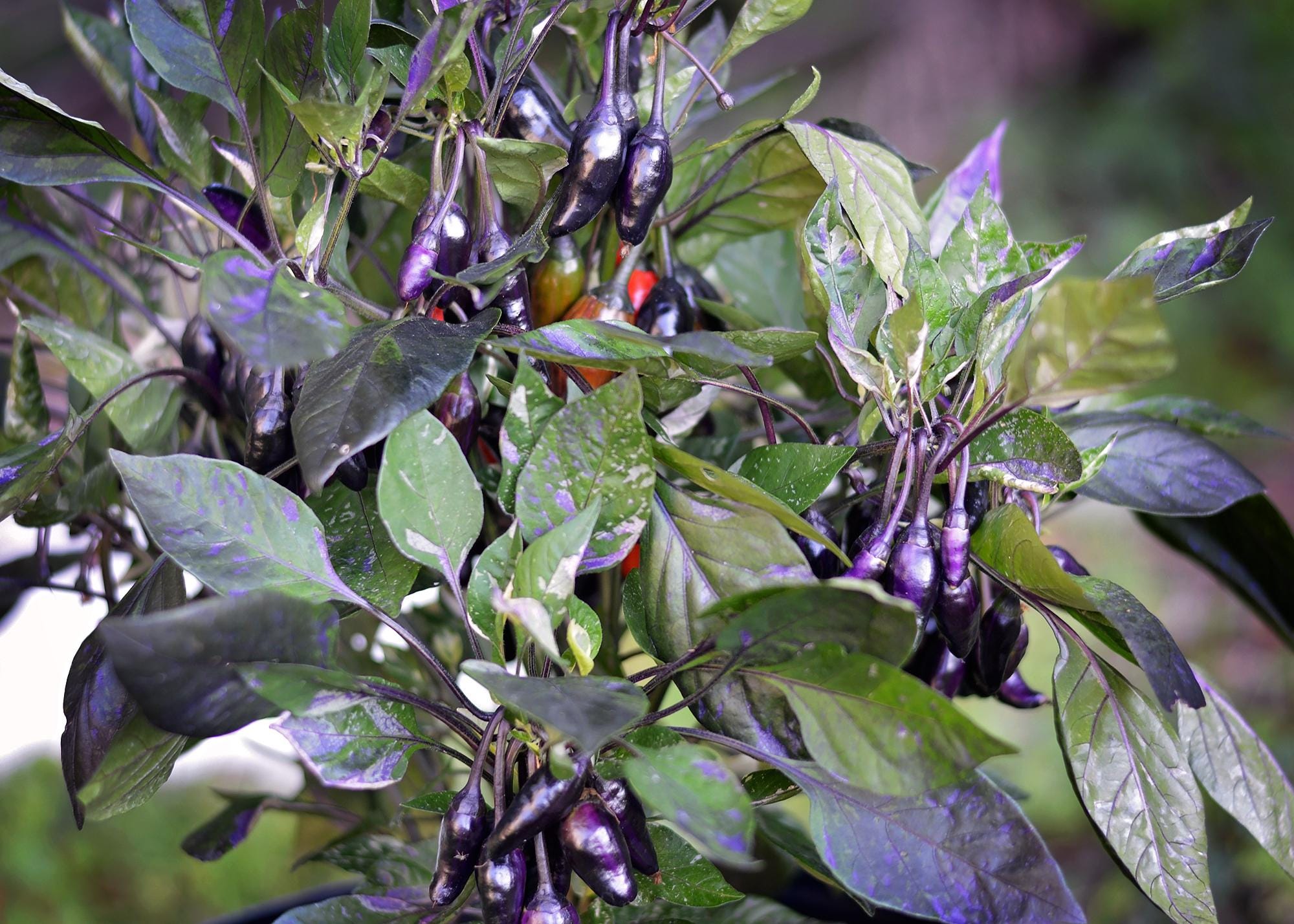 Dream Catcher X Purple Jalapeno Pepper Seeds - Etsy