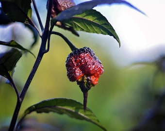 Puede incluir: Primer plano de un pimiento rojo y negro creciendo en una planta. El pimiento está arrugado y tiene un tallo oscuro, casi negro.