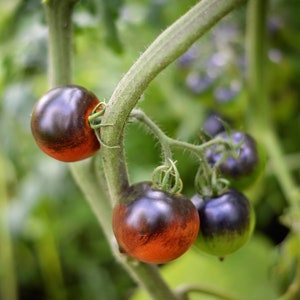 Heaven Oregon Tomato Seeds