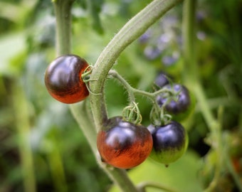Op de afbeelding: Close-up van een tomatenplant met verschillende rijpe tomaten. De tomaten zijn diep paars van kleur met een roodachtige tint. De tomaten groeien aan een groene wijnstok.