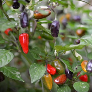 Purple Tiger pepper seeds - Pack of 10