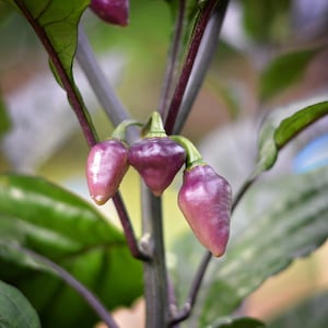 May include: Purple chili peppers growing on a plant with green leaves. The peppers are small and pointed, and they are attached to the plant by thin stems.