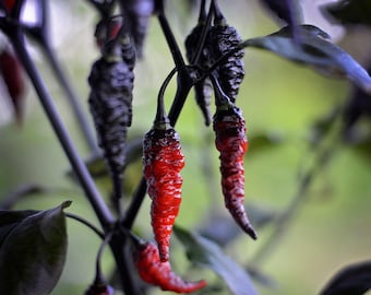Puede incluir: Varios chiles colgando de un tallo de planta de color púrpura oscuro. Los chiles muestran un degradado de color, pasando de negro intenso en la parte superior cerca del tallo a un rojo vibrante y texturizado en las puntas. La piel parece arrugada.