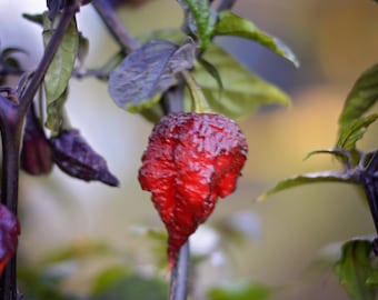 タイピンクエッグ伝統のトマト種子 - Etsy 日本