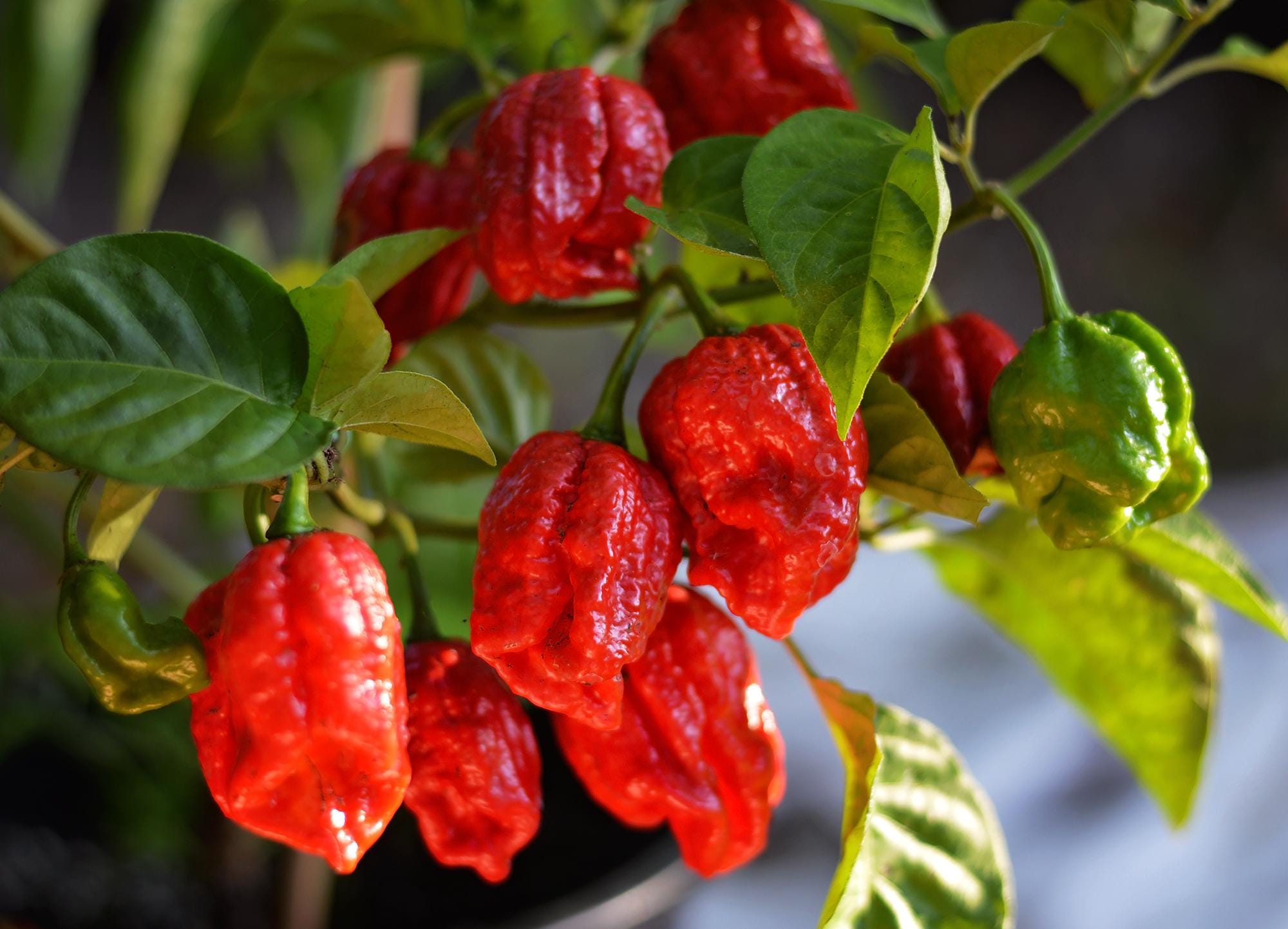 CP115 Red Pepper Seeds - Etsy