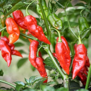 May include: A close-up of a red chili pepper plant with many ripe red peppers hanging from the branches. The peppers are long and slender, with a slightly curved shape. The plant is growing in a garden setting.