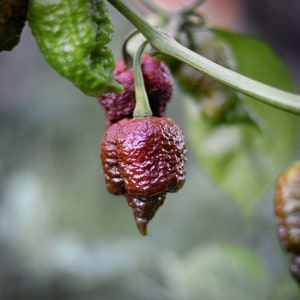 Bismarck Chocolate pepper seeds