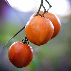 Beauty Queen tomato seeds