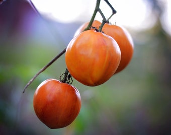 Pomodoro Ponderosa F1 (Bistecca Pomodoro Ponderosa F1 (Bistecca
