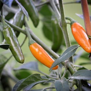 May include: Close-up of a chili pepper plant with green and orange peppers. The peppers are growing on a vine with green leaves. The orange peppers are ripe and ready to harvest.