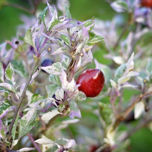 以下が含まれることがあります： 緑、白、紫の色合いの斑入りの葉を持つ植物のクローズアップ。鮮やかな赤い実が焦点となっており、他の実や葉に囲まれています。背景は柔らかな緑色で、自然で有機的な雰囲気を作り出しています。