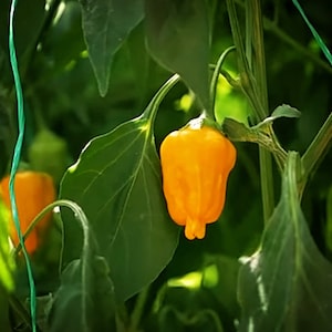 Semi di peperone Aji Mango