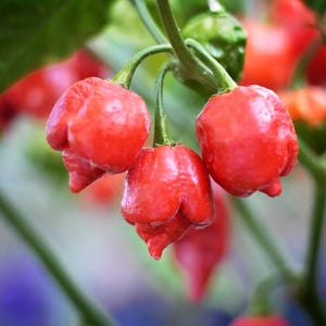 Tony&#39;s Tulips F2 pepper seeds