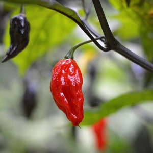 Tiger Jolokia pepper seeds - pack of 10