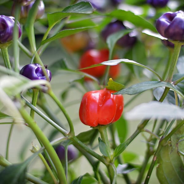 Purple Pumpkin pepper seeds - pack of 10