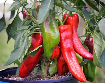 Riesen-Marconi-Paprika Samen