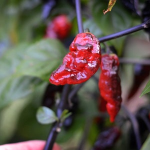 Pimenta Leopard pepper seeds - pack of 10