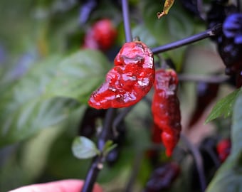 May include: Close-up of red and black chili peppers growing on a plant. The peppers are shiny and have a wrinkled texture.