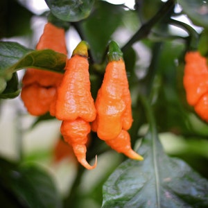 Rhino  pepper seeds - Pack of 10