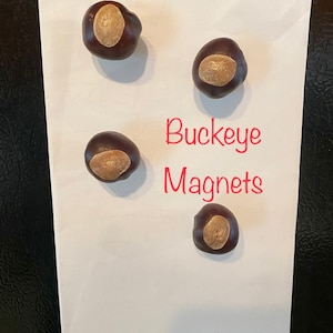 Ohio State Magnets, Set of 4 Real Buckeye Refrigerator Magnets, Ohio State Decor, Buckeyes Fan Gift, Ohio Stocking Stuffers, Buckeye Magnets image 1