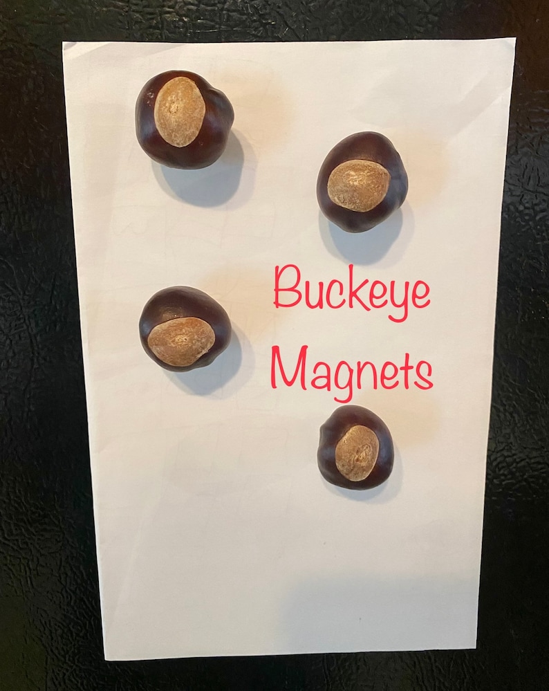 Ohio State Magnets, Set of 4 Real Buckeye Refrigerator Magnets, Ohio State Decor, Buckeyes Fan Gift, Ohio Stocking Stuffers, Buckeye Magnets image 1