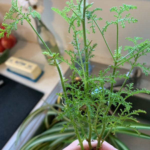 Balsam Scent Geranium -Fern Form (Pelargonium denticulatum ‘Filicifolium’)