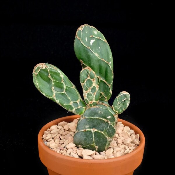 Opuntia - Etsy